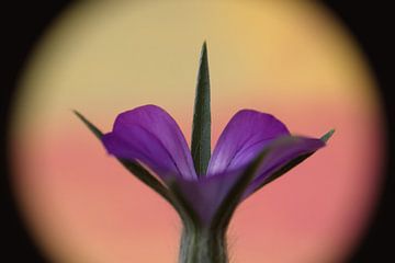 Violette Blütenspitzen in zartem Gelb von Jolanda de Jong-Jansen