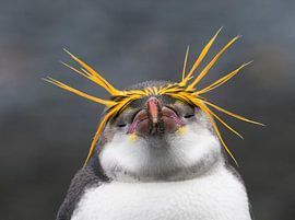 Pingouin royal (Eudyptes schlegeli) profitant de l'après-midi. sur Beschermingswerk voor aan uw muur