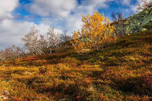 Herbst im Fulufjället von Daniela Beyer