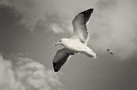 Bird's eye view by Rene du Chatenier thumbnail