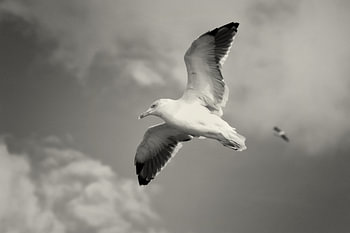 Vogelvlucht