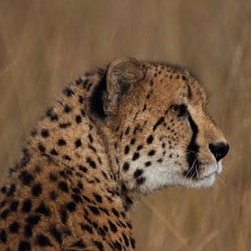 Cheetah van Fer Hendriks