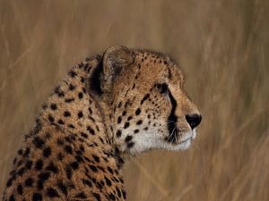 Guépard