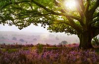 Heide op de Veluwe Zoom