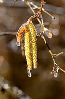 Eine Haselnussblüte im dicken Eismantel
