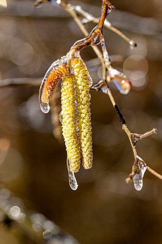 Een hazelnoot bloesem in een dikke ijslaag