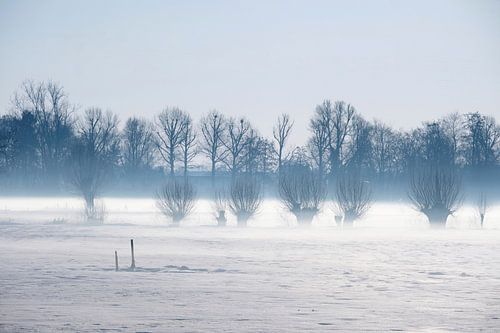 Sneeuw, wind en bomen
