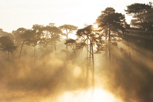 Voorste Goorven Oisterwijk IV