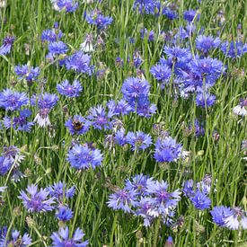 Cornflowers by Peter Polling