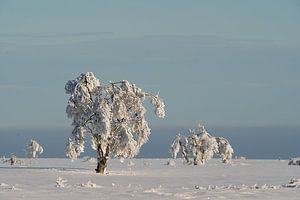 Winterbomen van Elbert-Jan Achterberg