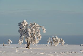 Arbres d'hiver