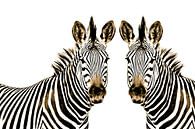 Zebras thula-art van Barbara Fraatz thumbnail