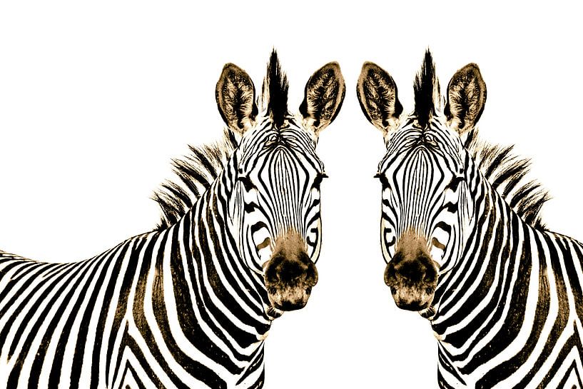 Zebra im Doppelpack thula-art van Barbara Fraatz