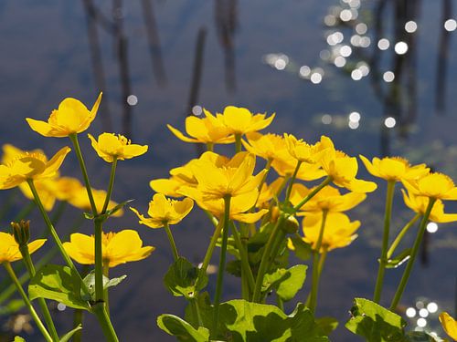 Capteurs solaires au bord de l'eau