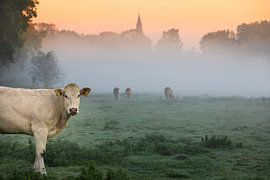 Cow in morning fog by JPWFoto