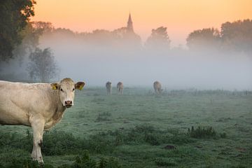 Cow in morning fog