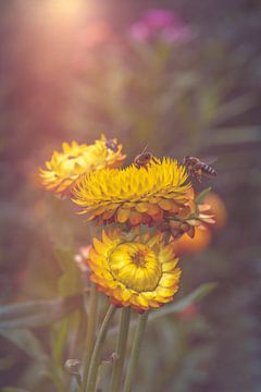bijen op bloemen van Ribbi