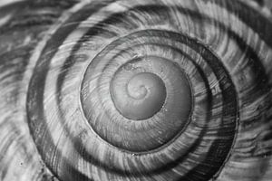 shell spiral by Klaartje Majoor