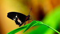Papillon dans un jardin tropical 1