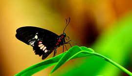 Butterfly in tropical garden 1 by Arno-Jan Boere