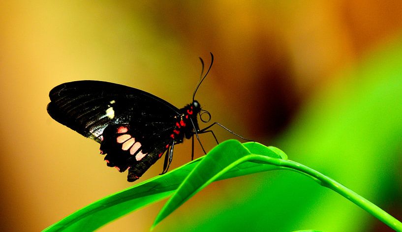 Papillon dans un jardin tropical 1 par Arno-Jan Boere