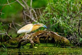 The Squacco Heron in the Danube Delta