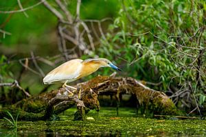 Der Rallenreiher im Donaudelta