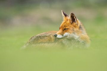 vos in het gras van bryan van willigen