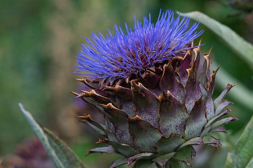 Kardoen met een diepblauwe kleur