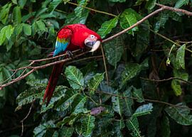 Curious Red-and-green Macaw by Lennart Verheuvel
