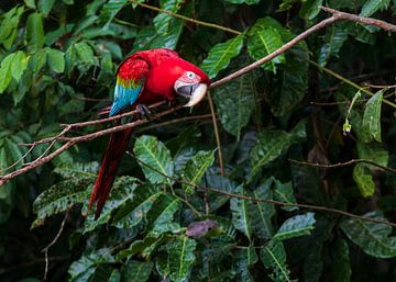 Curious Red-and-green Macaw