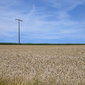 Grain field in Luxembourg by Paul van Baardwijk