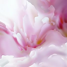 Le secret de la saison des cerisiers en fleurs sur Andreas Wemmje