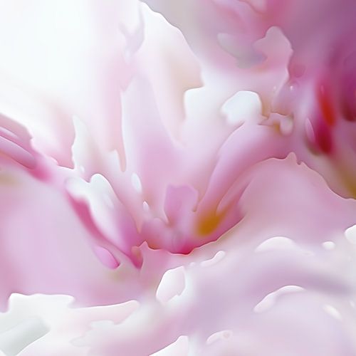 Het geheim van het kersenbloesemseizoen