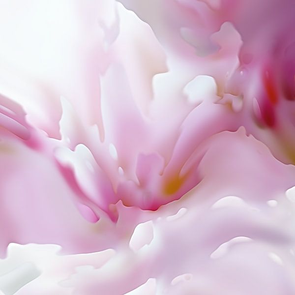 Het geheim van het kersenbloesemseizoen van Andreas Wemmje