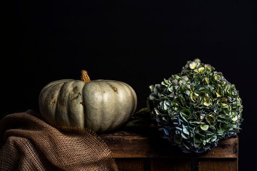 Still life with pumpkin and hydrangea