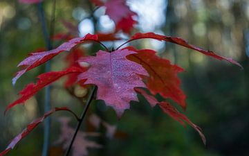 Blad in herfstkleuren