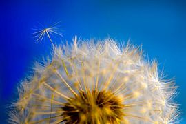 "Er ontsnapt er een" of "hoe een paardenbloemzaadje er vandoor wil