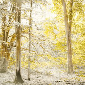 Ein Wald wie ein Märchen. von Alie Ekkelenkamp