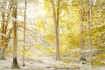 La forêt comme un conte de fées.