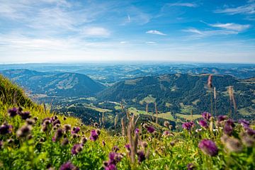 Blumige Aussichten vom Hochgrat auf Oberstaufen