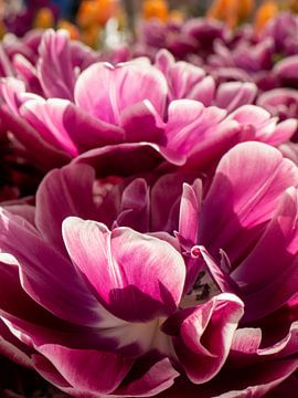 Tulpen auf dem Keukenhof von Matthijs Noordeloos