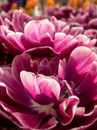 Tulpen in de Keukenhof