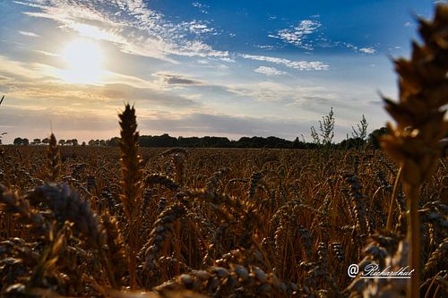 beau coucher de soleil les champs de céréales de zuidbroek