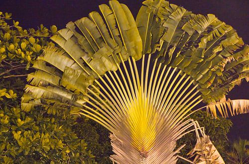 Een feestelijke boom in Suriname