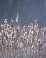 Typha givré