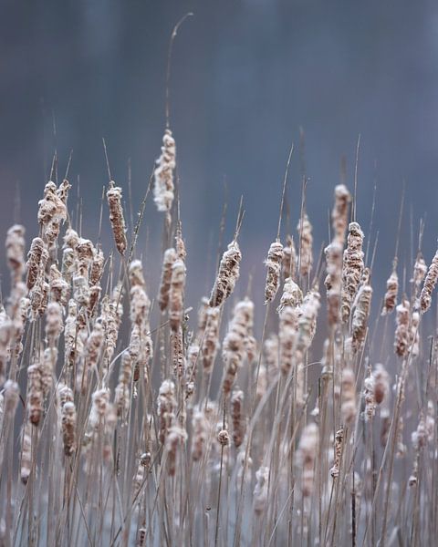 Typha givré par Nick Isselman