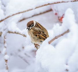 Nahaufnahme von einem Feldspatz auf einem scnheebecketen Baum von ManfredFotos