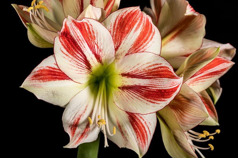 Amaryllis van Adriaan Westra