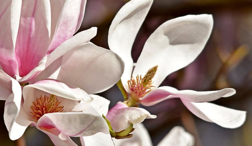 Stermagnolia's in de zon van Werner Lehmann